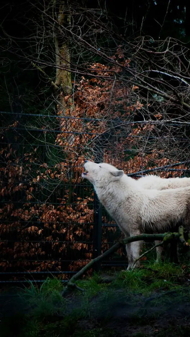 Wolf Willow community